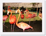 At_the _zoo (41) * 2048 x 1536 * (1.41MB)